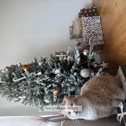 Photo 1/1 Chat retrouvé Perdu à Coulaines