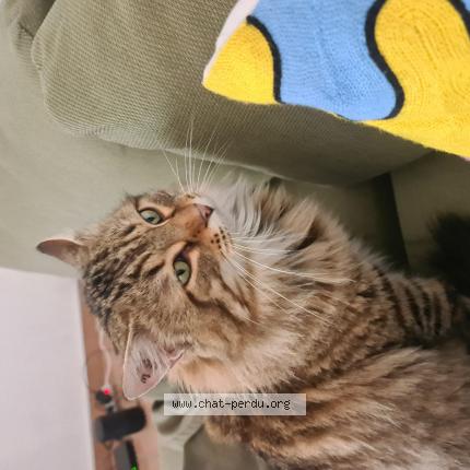 Photo de chat perdu à Villetelle