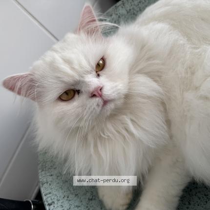 Photo de chat perdu à Tarare