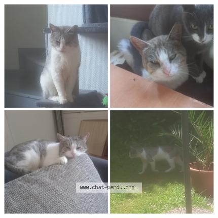 Photo de chat perdu à Montereau Sur Le Jard