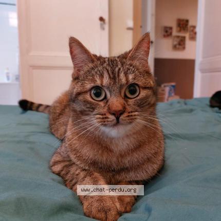 Photo 1/1 Chat retrouvé Perdu à Bordeaux