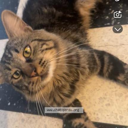 Photo 1/2 Baloo Chat perdu à Montauban