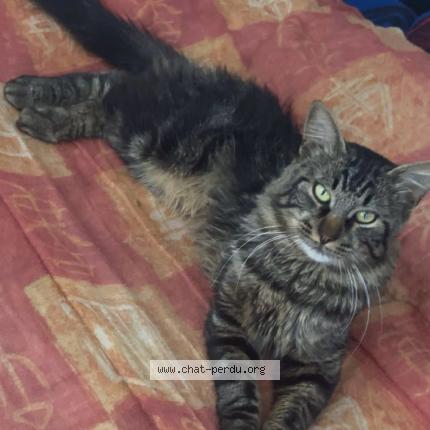 Photo 2/2 Baloo Chat perdu à Montauban