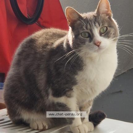 Photo 1/1 Chat retrouvé Perdu à Toulouse