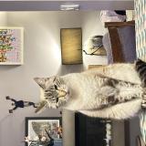 Photo de chat perdu à Montigny Le Bretonneux