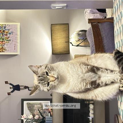 Photo 1/1 Chat retrouvé Perdu à Montigny le bretonneux