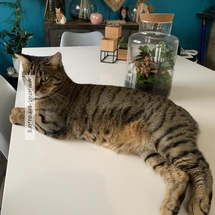 Photo de chat perdu à Grandvillars