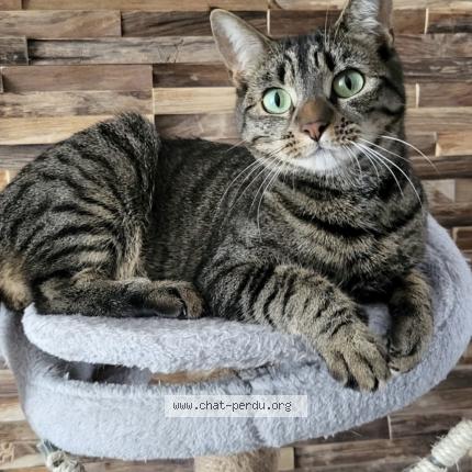 Photo de chat perdu à Breuillet