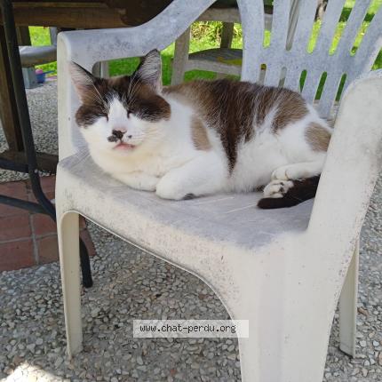 Photo de chat perdu à Lihus