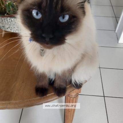 Photo de chat perdu à Saint Pever