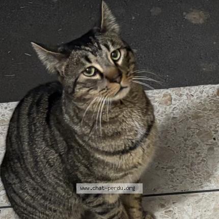Photo 1/1 Chat retrouvé Trouvé à Montpellier