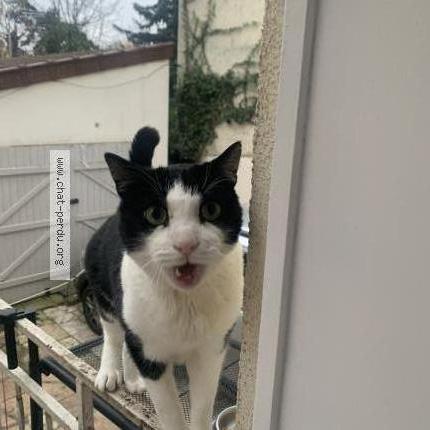 Photo de chat perdu à Le Blanc Mesnil