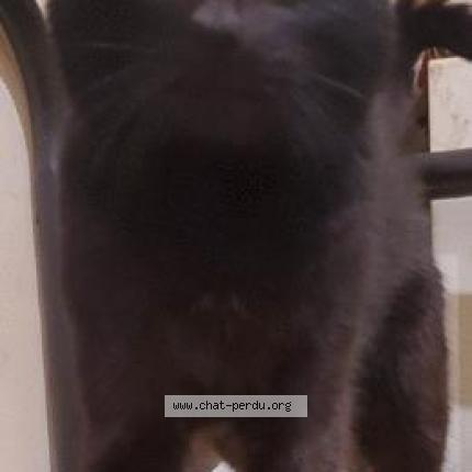 Photo 1/1 Chat retrouvé Perdu à Bordeaux