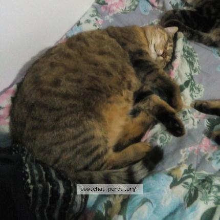 Photo de chat perdu à Paris