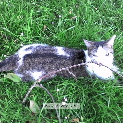 Photo de chat perdu à Vertou