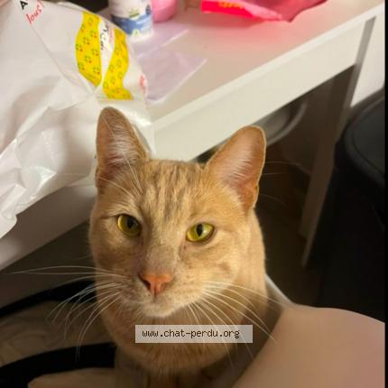Photo de chat perdu à Montpellier