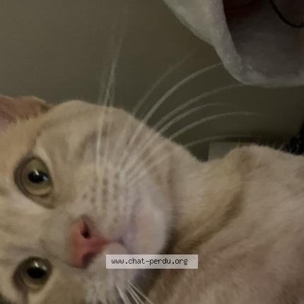 Photo 2/2 Chat retrouvé Perdu à Montpellier