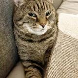 Photo de chat perdu à Ixelles