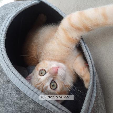 Photo de chat perdu à Monetier Allemont