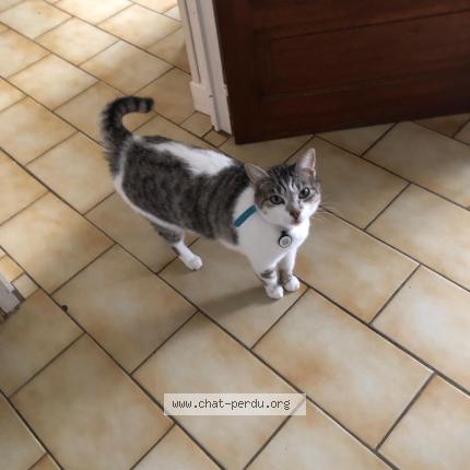 Photo de chat perdu à Menville