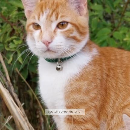 Photo 1/1 Chat retrouvé Perdu à Fayet Ronaye