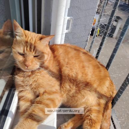 Photo de chat perdu à Toulouges