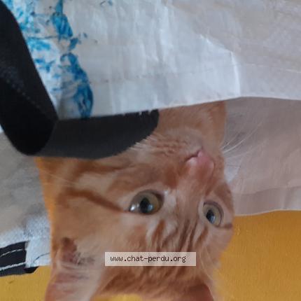 Photo de chat perdu à Le Kremlin Bicetre