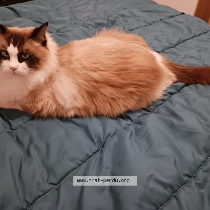 Photo 1/1 Chat retrouvé Perdu à Toulouse