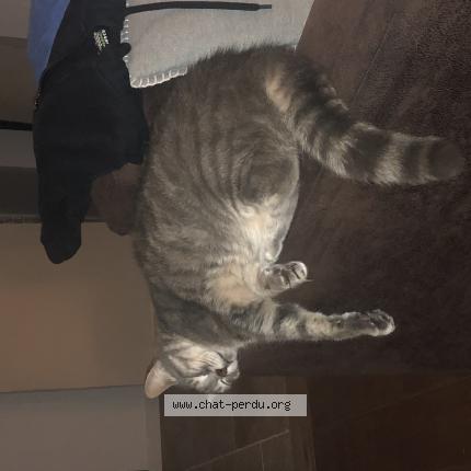 Photo 1/1 Chat retrouvé Perdu à La rochelle