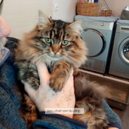 Photo de chat perdu à 62660 Beuvry