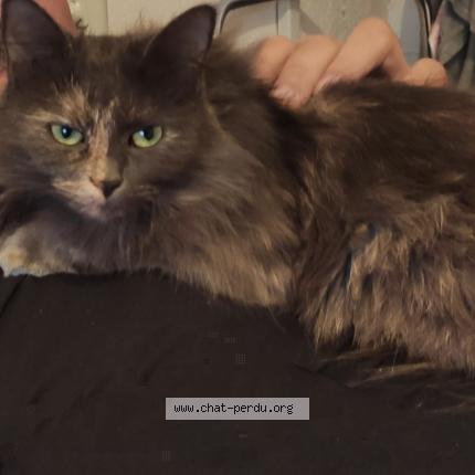 Photo 1/1 ELVIRA Chat perdu à Montpeyroux