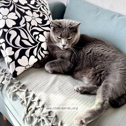 Photo 1/1 Chat retrouvé Perdu à Les Noes Pres Troyes