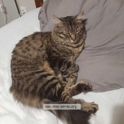 Photo 1/1 Chat retrouvé Perdu à Lyon