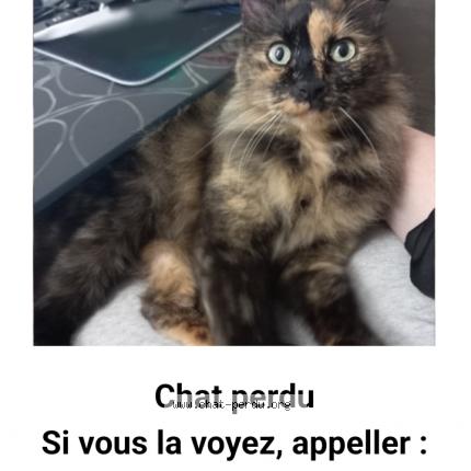 Photo 1/1 Chat retrouvé Perdu à Vallauris
