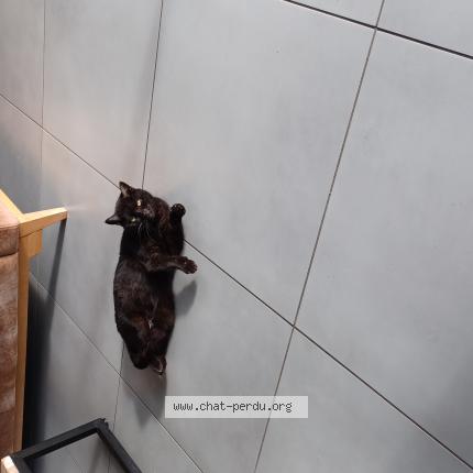Photo de chat perdu à Fonsorbes