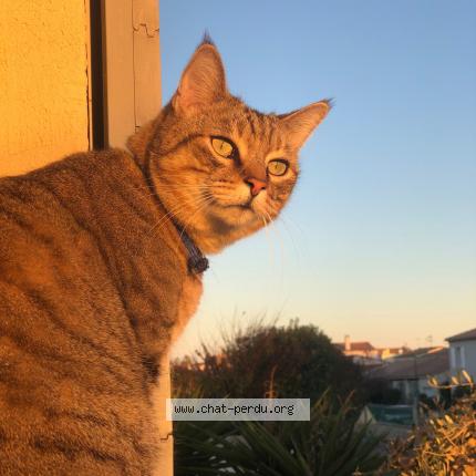 Photo de chat perdu à Mauguio