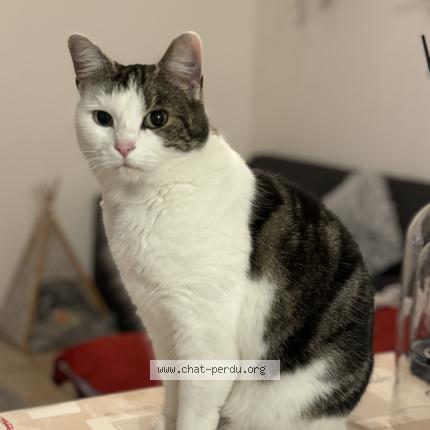 Photo de chat perdu à Le Quesnel