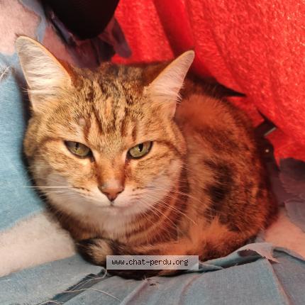 Photo de chat trouvé à Mimizan