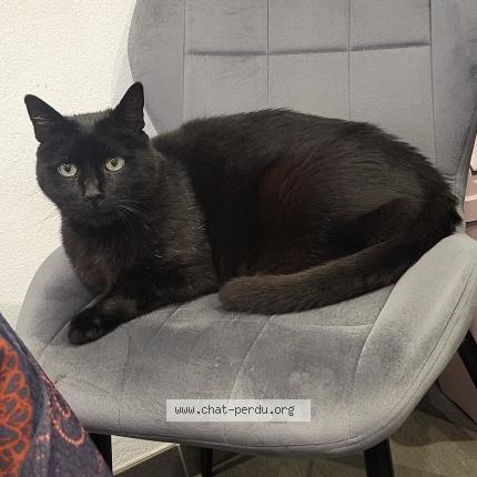 Photo 1/1 Chat retrouvé Perdu à Forbach