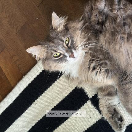 Photo 1/1 Chat retrouvé Perdu à Bordeaux