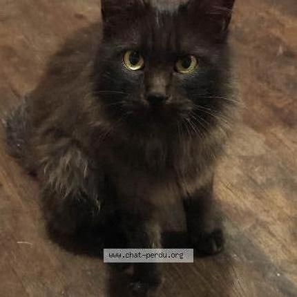 Photo de chat perdu à Villejesus