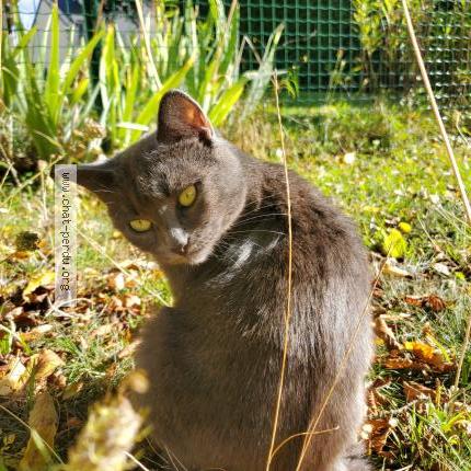 Photo 1/1 Chat retrouvé Perdu à Rumigny