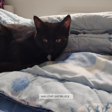 Photo de chat trouvé à St Pierre Montlimart