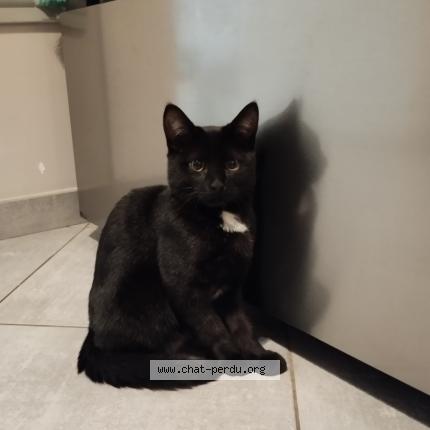 Photo 2/2 Chat retrouvé Trouvé à St pierre montlimart