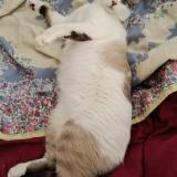 Photo de chat perdu à Limay