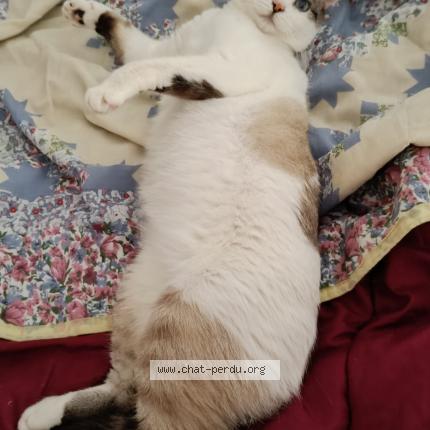 Photo 1/1 Chat retrouvé Perdu à Limay