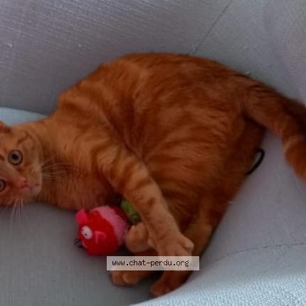 Photo de chat perdu à Ploemel