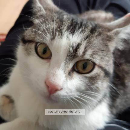 Photo 1/1 Chat retrouvé Perdu à Saumur