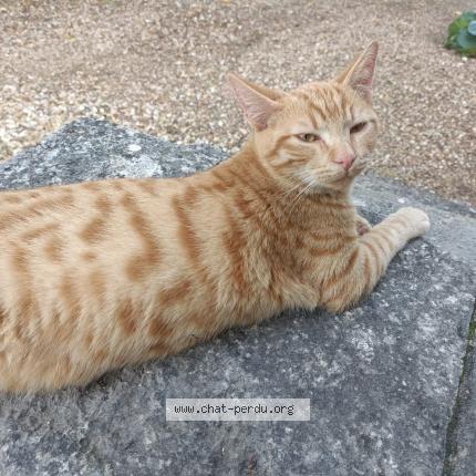 Photo 1/1 Tira Chat perdu à Cult