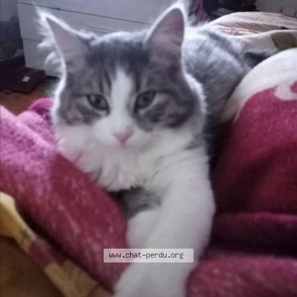 Photo 1/1 Félix Chat perdu à Henin beaumont